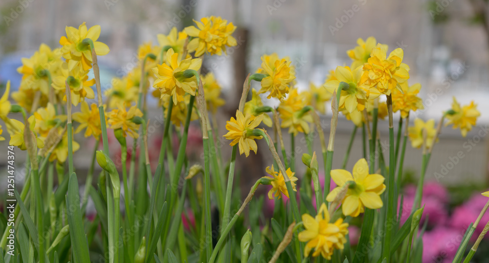Obraz premium close-up of double yellow miniature daffodils on a defocused background