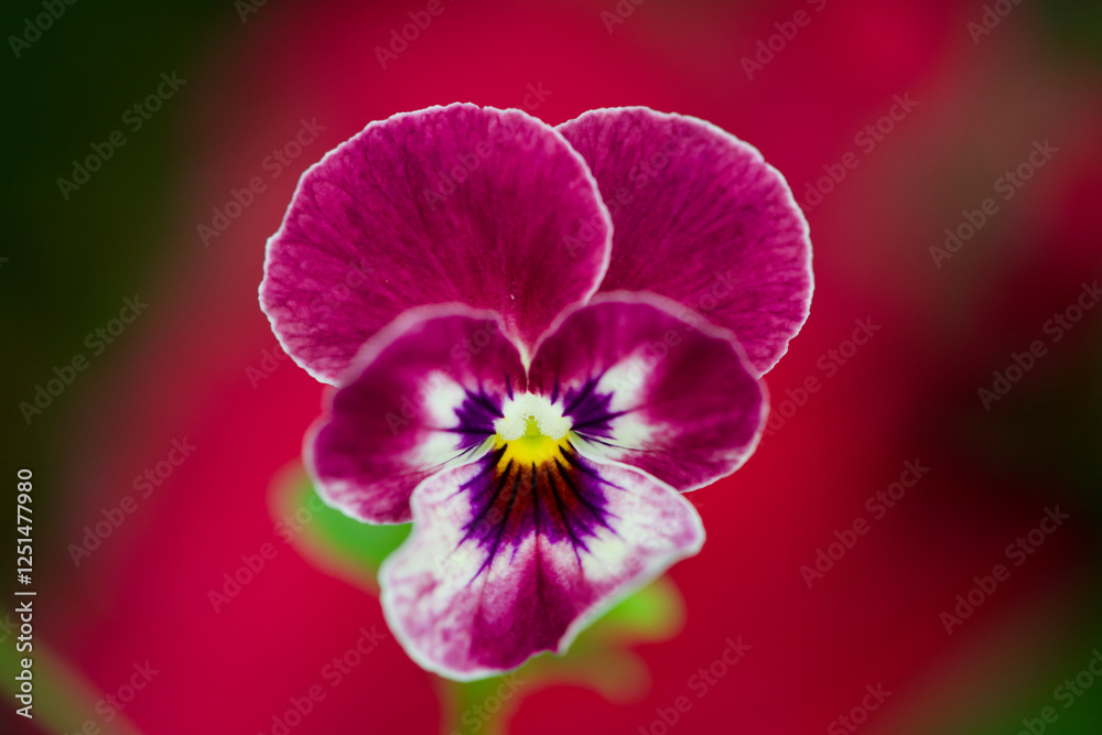 Obraz premium Purple flower