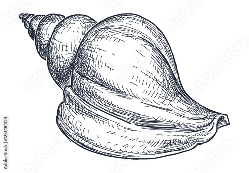 Sketch of single big seashell, hand drawing, vector illustration isolated on white