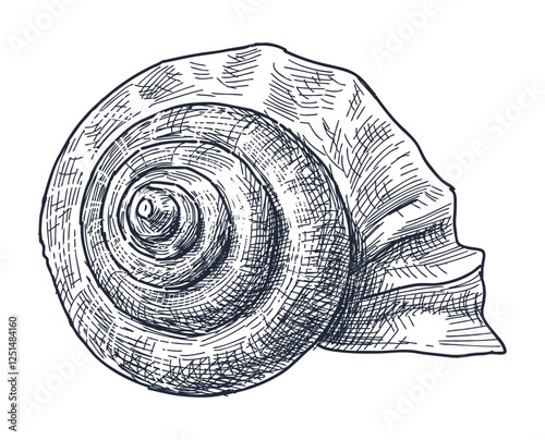 Sketch of single seashell, spiral, nautilus, hand drawing, vector illustration isolated on white