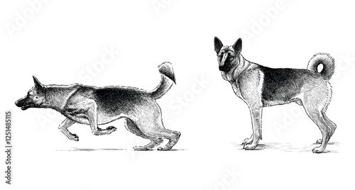 Sketches of two german shepherd dog running, standing, realistic hand drawn vector illustration isolated on white