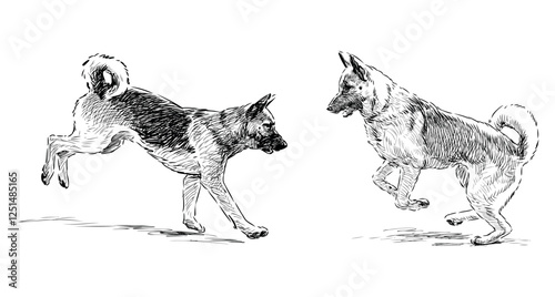 Sketches of two german shepherd dogs jumping, running, playing, realistic hand drawn illustration isolated on white