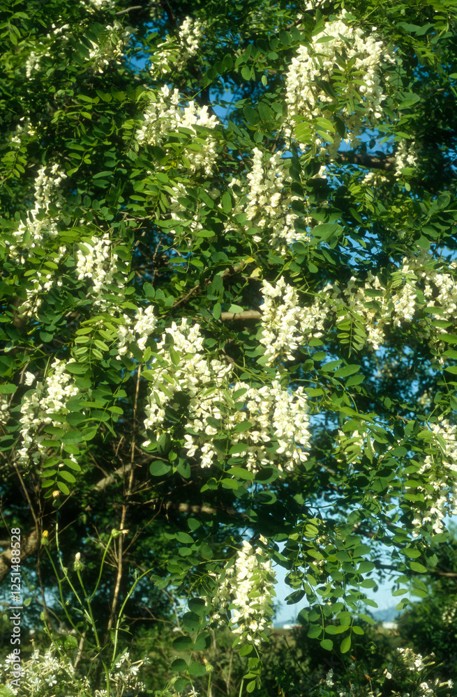 Fototapeta premium Acacia, Robinier, Robinia pseudacacia