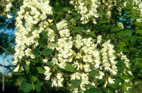 Fototapeta Naklejka Na Ścianę i Meble -  Acacia, Robinier, Robinia pseudacacia