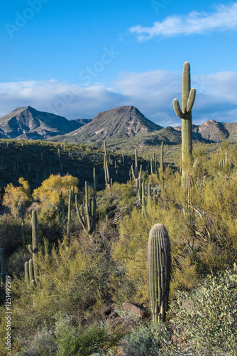 A beautiful green cactus scene with a blue sky in the mountains of the sonoran desert of arizona