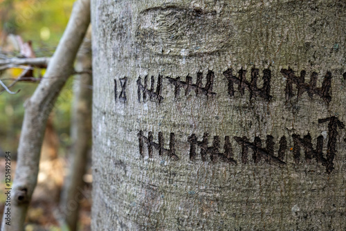 markings on a tree trunk