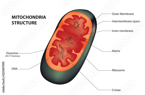 Mitochondria