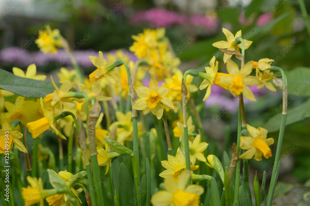 dwarf yellow daffodils slightly passed their prime dwarf yellow daffodils slightly passed their prime