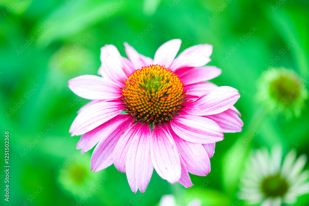 Obraz premium close up of pink flower