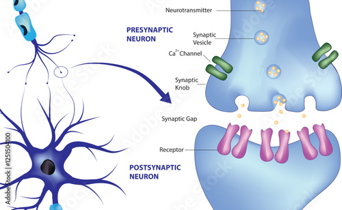 Synapse