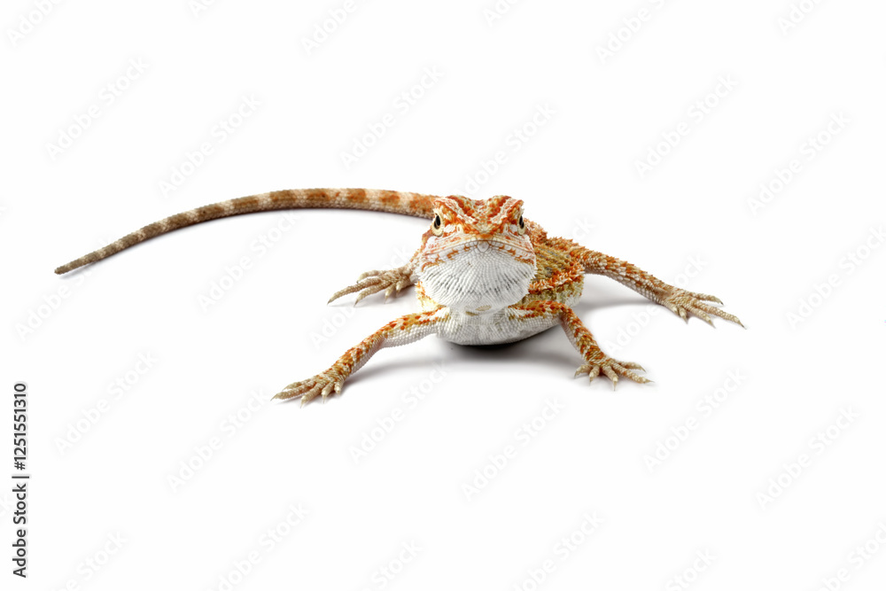 Obraz premium Baby bearded dragon isolated on a white