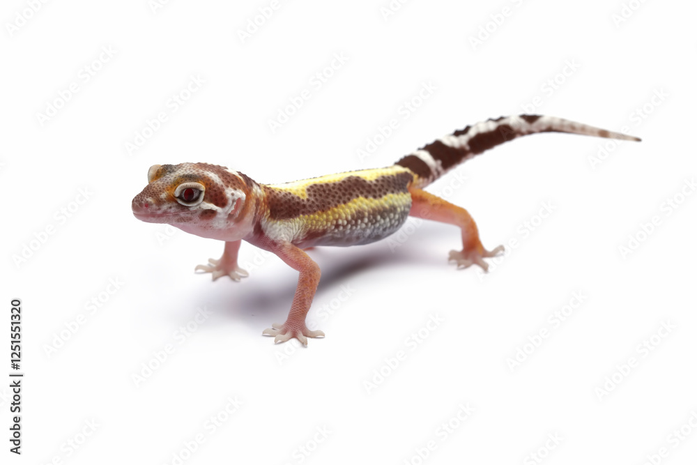 Naklejka premium close-up of a leopard gecko lizard isolated on white, eublepharis macularius