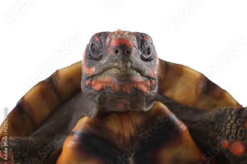 Close-up of a head cherry head red-footed tortoises, Chelonoidis carbonarius