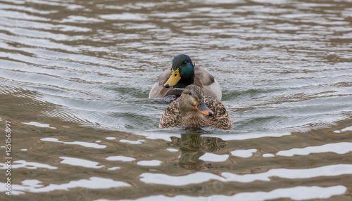 Canvas-taulu Mallard Drake and Hen Swimming in a Pond