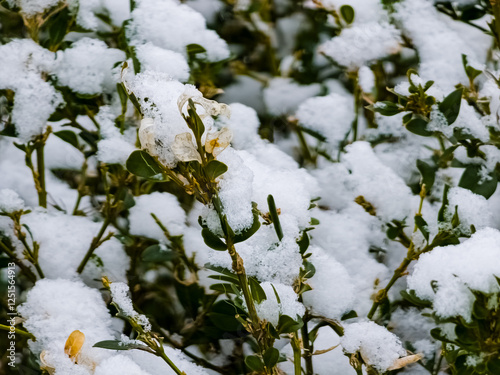 Snow covered boxwood leaves close up and copy space. Winter frost and snowflakes close-up on nature, textural background. photo