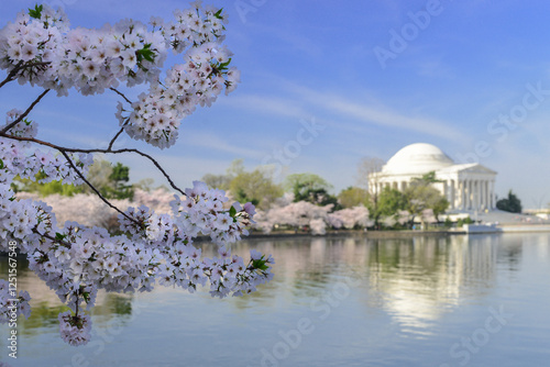 Washington DC in springtime with cherry blossoms - United States photo