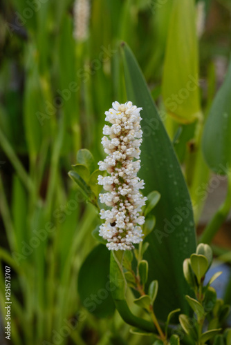 Marsh plants. Closeup view of Pontederia cordata Alba, also known as white pickerel weed, white beautiful flowers blooming in the water garden