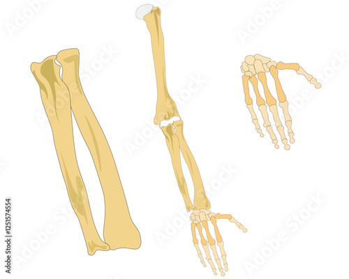 Bones of the human hand with the name and description of all sites. Human anatomy. Vector illustration isolated on a white background. photo