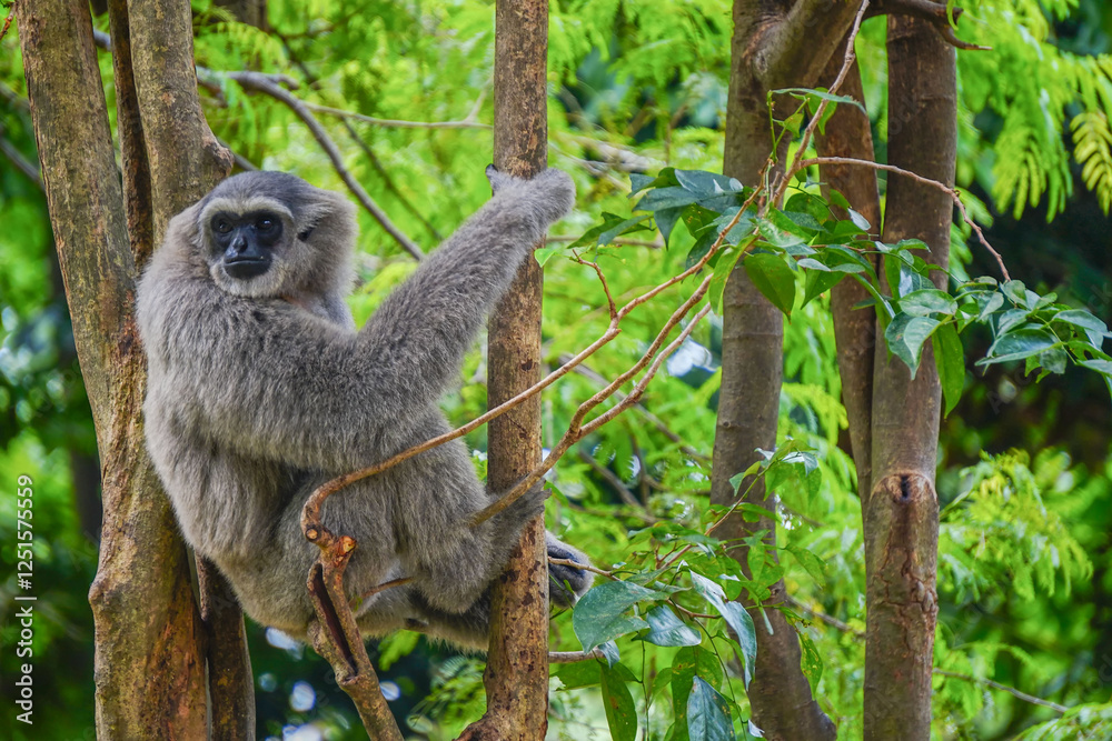 Naklejka premium a silvery gibbon on a lush green tree in very shady, sunny weather, occasionally hanging from the branches.
