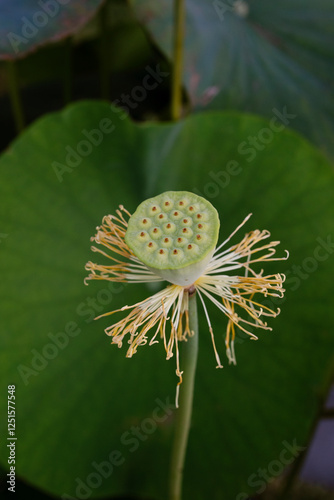 Asian aquatic plants. Closeup view of Xin Jin Xia lotus decaying flower and seed pod in the garden at sunset