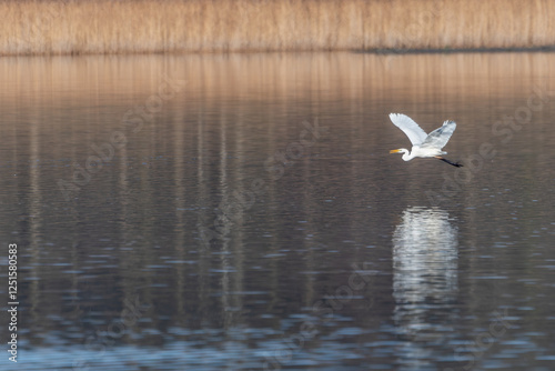 Grande aigrette en vol  photo