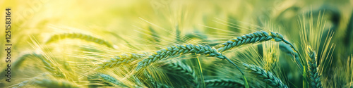 Close-up of wheat stalks in golden sunlight. Banner photo