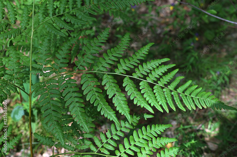 Close-up of ferns in summer in daylight. Close-up of ferns in summer in daylight.