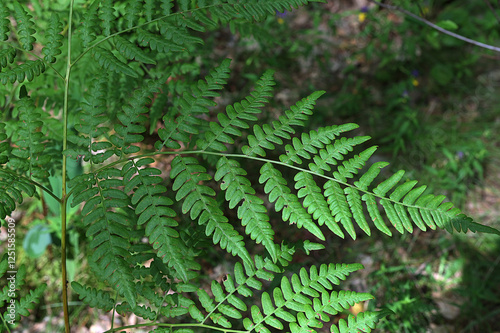 Close-up of ferns in summer in daylight.