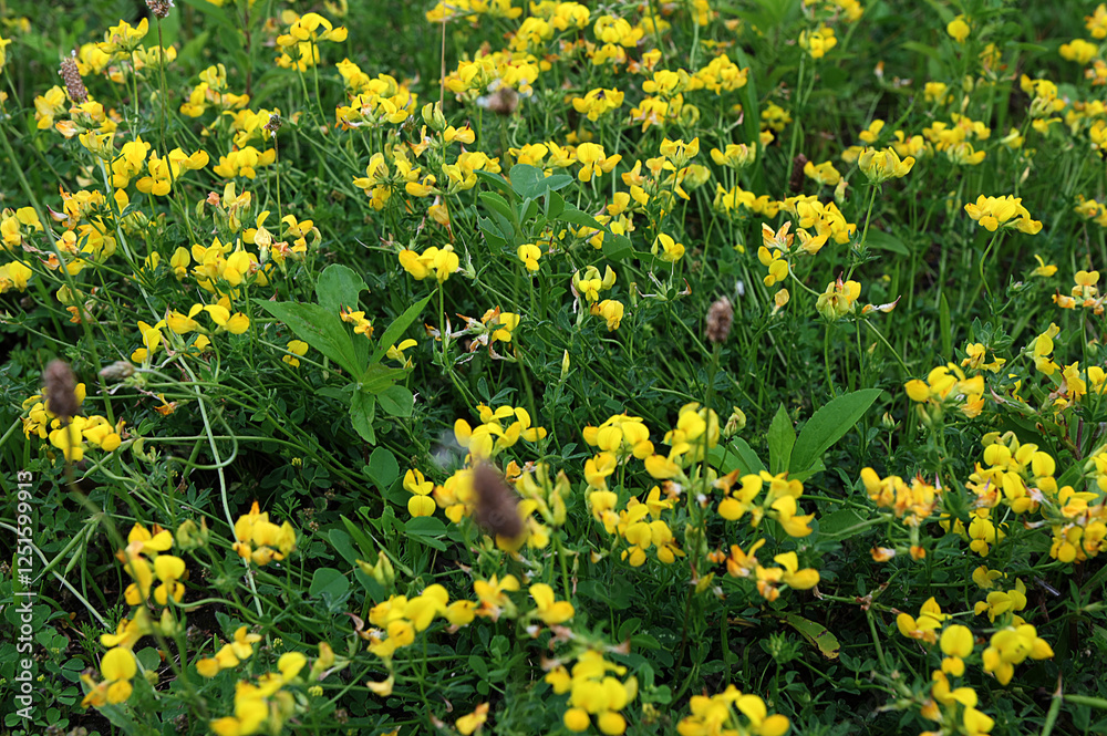 Patch of wildflowers including red clover & lotus corniculatus Patch of wildflowers including red clover & lotus corniculatus