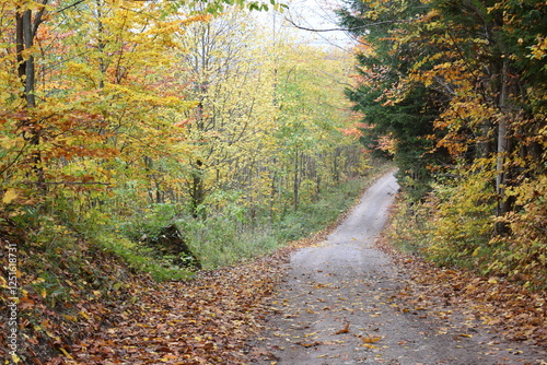 Peaceful view of a forest in autumn in Austria.