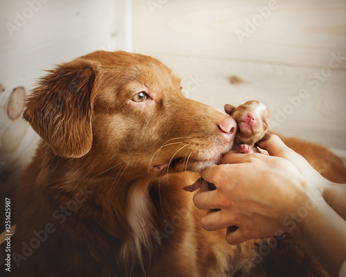 Dog mother kissing her newborn puppy. Very cute nova scotia duck tolling retriever breer