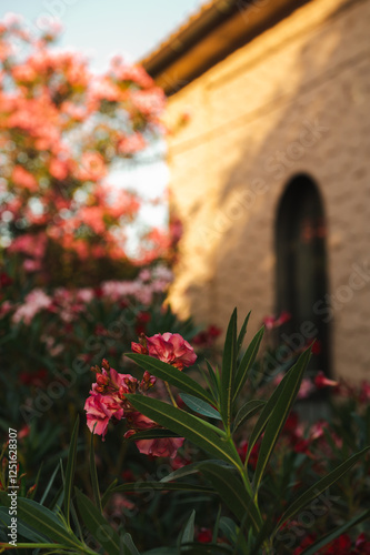 flowers in the garden