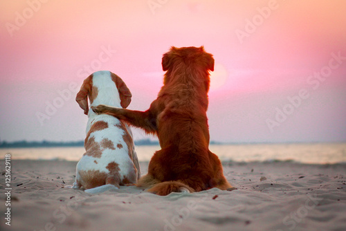 Bild auf Leinwand Beagle dog and nova scotia duck tolling retriever friends watching the sunset on a beach at the seaside