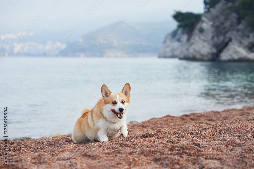 A Corgi rests on the sandy shore with a scenic coastal background. The calm water adds to the relaxing mood of the scene. A Corgi rests on the sandy shore with a scenic coastal background. The calm water adds to the relaxing mood of the scene.