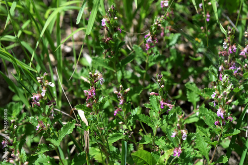 Teucrium chamaedrys grows in nature in summer photo