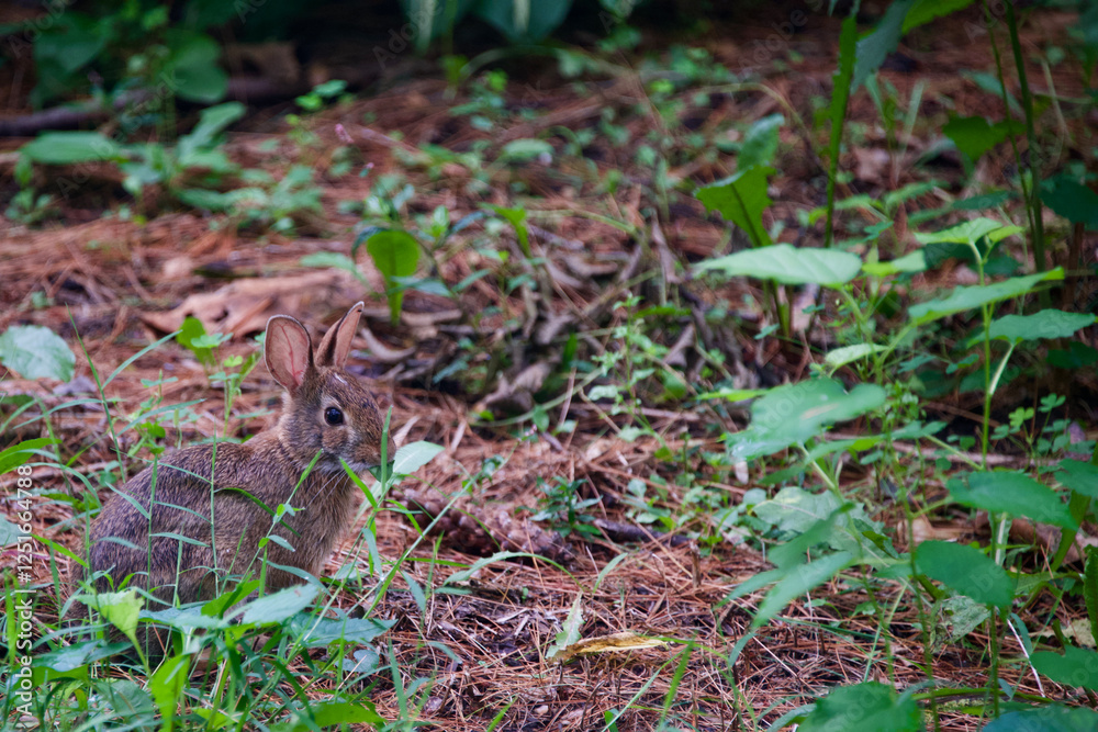 Rabbit eating leaves