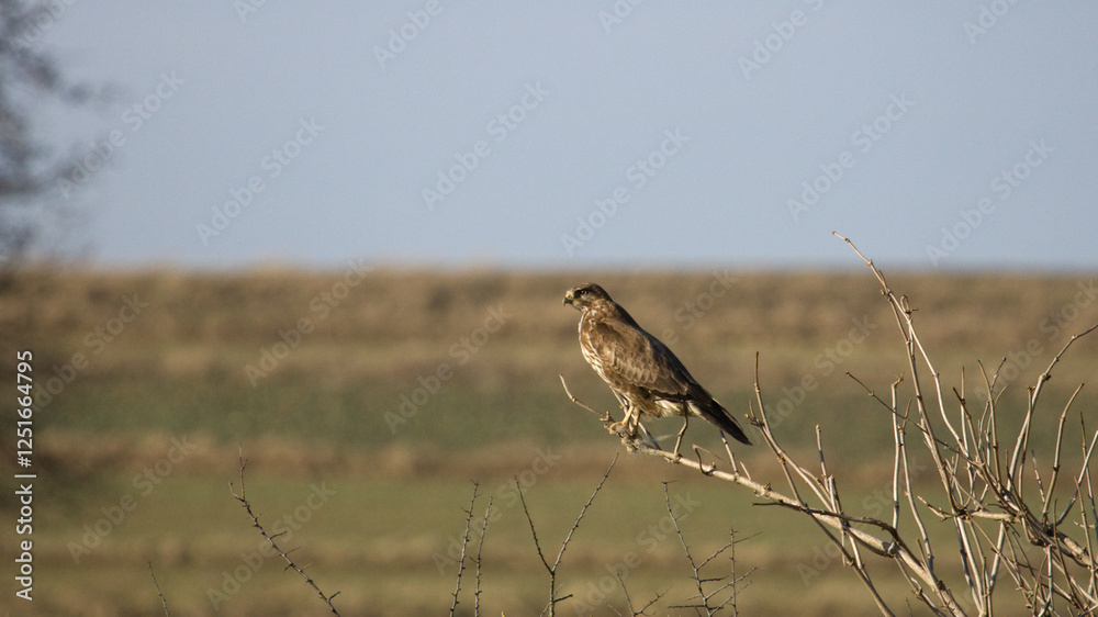 Common buzzard on the tree. Buteo buteo. Portrait of Common buzzard. Bird of prey. Common buzzard on the tree. Buteo buteo. Portrait of Common buzzard. Bird of prey.