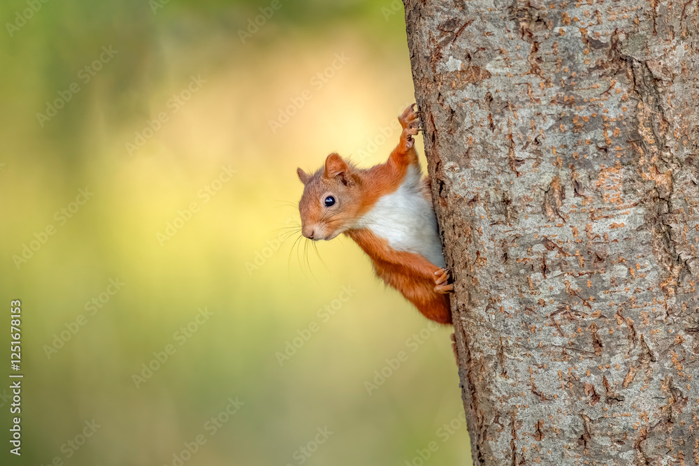 Red Squirrel hanging on to the side of a tree. Red Squirrel hanging on to the side of a tree.