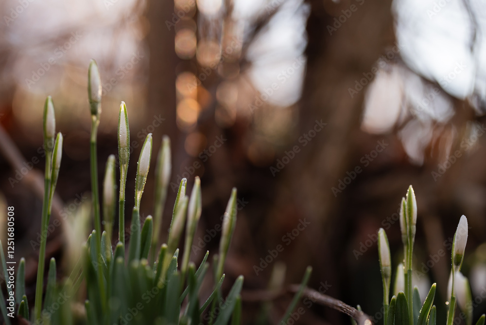 Przebiśniegi w lesie, wiosenne kwiaty. 