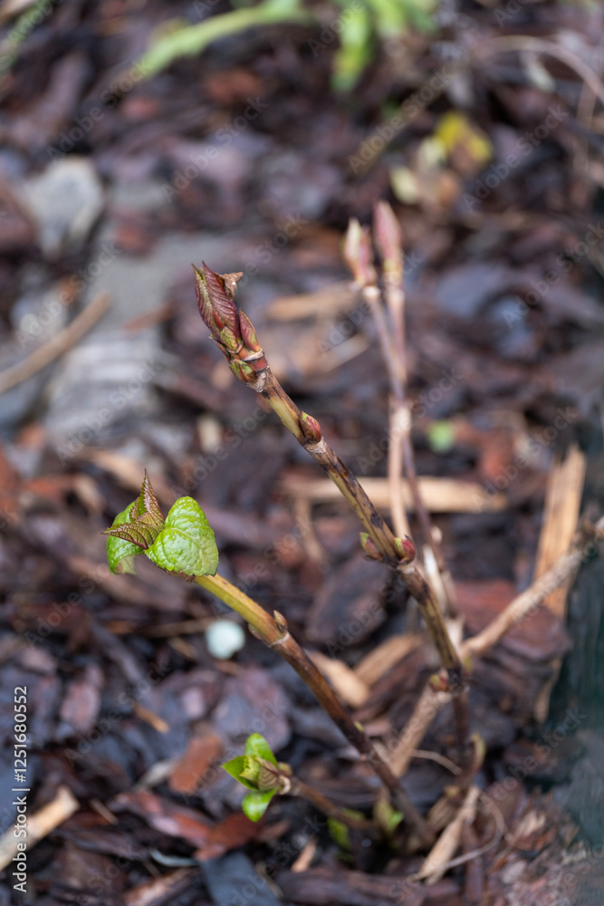 Young plant shoots emerging through a layer of mulch, symbolizing nature s renewal. Spring growth with delicate green leaves and reddish buds. Young plant shoots emerging through a layer of mulch, symbolizing nature s renewal. Spring growth with delicate green leaves and reddish buds.