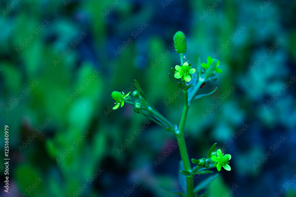 Ranunculus abortivus – Small-Flowered Buttercup with Delicate Yellow Blooms in High-Resolution Ranunculus abortivus – Small-Flowered Buttercup with Delicate Yellow Blooms in High-Resolution