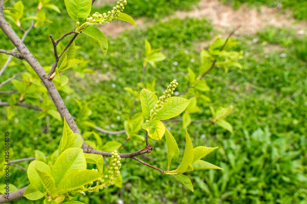 lilac branches in early spring lilac branches in early spring