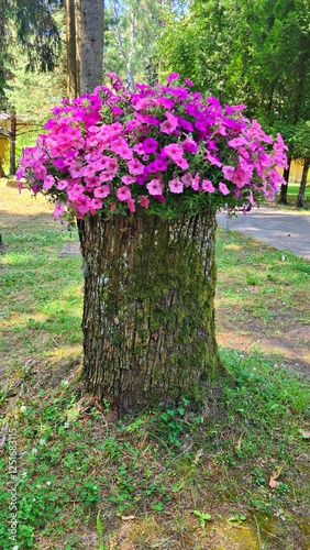 Beautiful flowering petunia in pot is installed on large stump of cut tree in courtyard of the estate