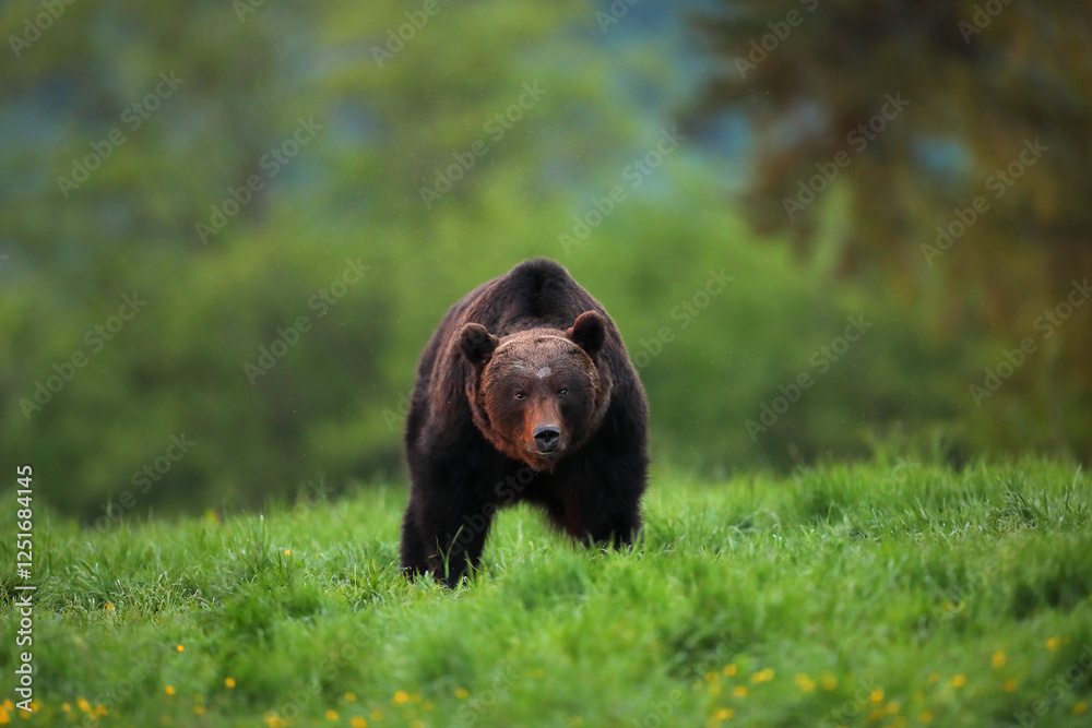 Niedźwiedź brunatny, (Ursus arctos), brown bear Niedźwiedź brunatny, (Ursus arctos), brown bear