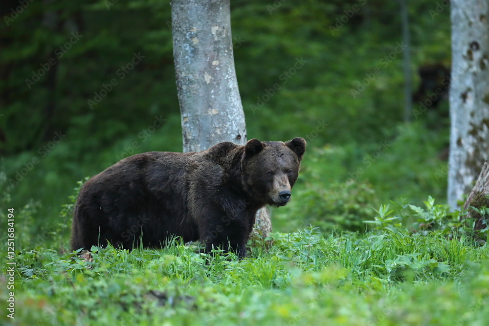 Fototapeta premium Niedźwiedź brunatny, (Ursus arctos), brown bear