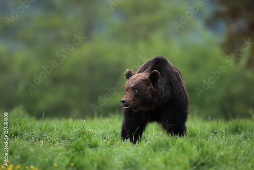 Fototapeta Naklejka Na Ścianę i Meble -  Niedźwiedź brunatny, (Ursus arctos), brown bear