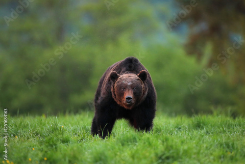 Fototapeta Naklejka Na Ścianę i Meble -  Niedźwiedź brunatny, (Ursus arctos), brown bear