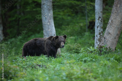 Fototapeta Naklejka Na Ścianę i Meble -  Niedźwiedź brunatny, (Ursus arctos), brown bear