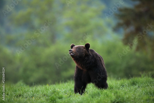 Fototapeta Naklejka Na Ścianę i Meble -  Niedźwiedź brunatny, (Ursus arctos), brown bear