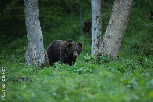 Fototapeta Naklejka Na Ścianę i Meble -  Niedźwiedź brunatny, (Ursus arctos), brown bear